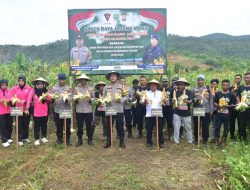 Polres Haltim Gelar Panen Jagung Sebanyak 4 Ton