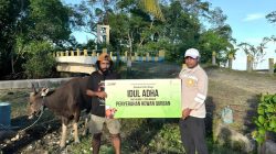 IWIP Salurkan 110 Hewan Kurban di Maluku Utara, Libatkan Peternak Lokal dan Perkuat Kepedulian Sosial