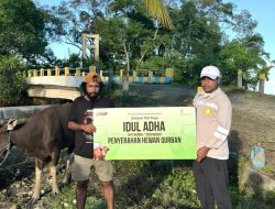 IWIP Salurkan 110 Hewan Kurban di Maluku Utara, Libatkan Peternak Lokal dan Perkuat Kepedulian Sosial